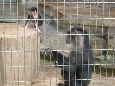 2008年6月　赤ちゃんに癒される～天王寺動物園