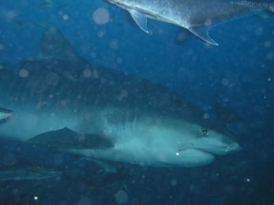 フィジーで最高の休日 Vol.2 シャークダイブでアドレナリン出まくり