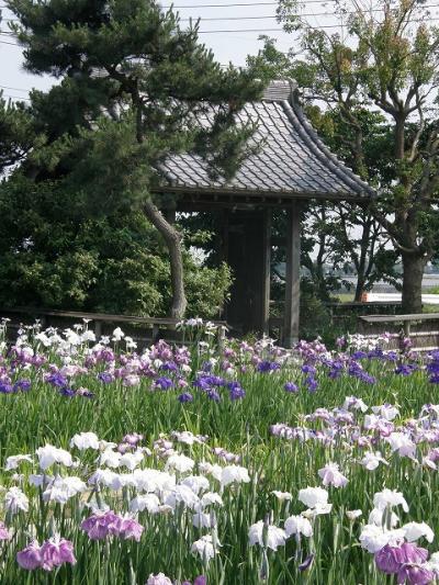 菖蒲城址のあやめ園を訪ねる。