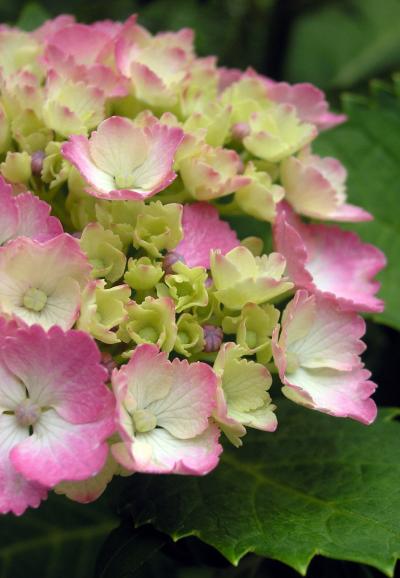 近江路・紫陽花の頃