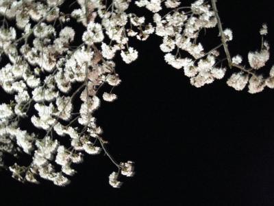 伊豆高原　桜並木　桜坂への誘い　“夜桜”