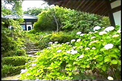 山口・防府の紫陽花寺！