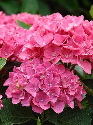 粟井神社の紫陽花