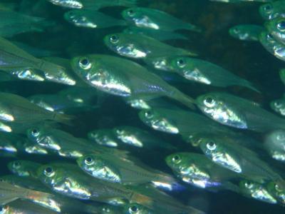 ★南部・サンマリン ファンダイビング★