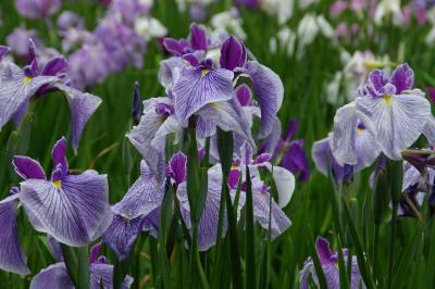 明治神宮御苑　梅雨の花菖蒲