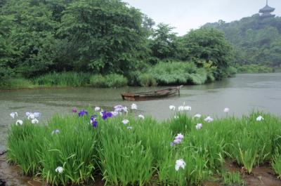 梅雨の横浜三渓園へ～ハナショウブも紫陽花も、雨のしずくで、一際、美しく(゜o゜)