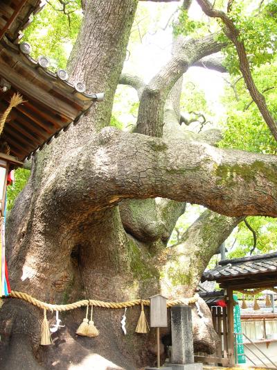 大阪府NO.1の巨木　門真市「三島神社の薫蓋樟（クンガイショウ）」の巨木ツアー