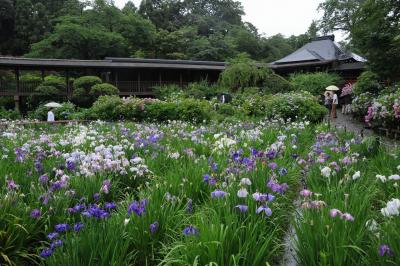 あじさいの名所　長谷山 本土寺