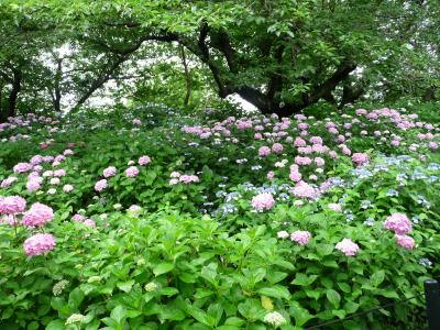 梅雨のひととき