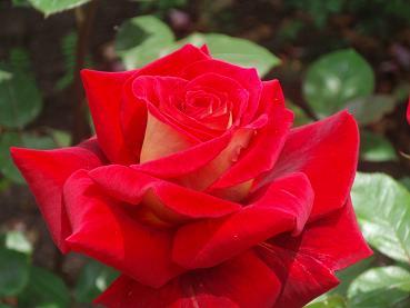 中野一本木公園バラ祭り♪