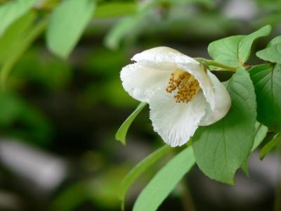 藤戸寺の沙羅の花
