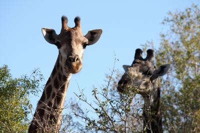 2008.6 南アフリカ・ナミビア旅行の概要から