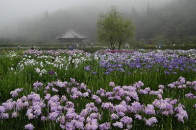 三田・永沢寺の花しょうぶ園＆相野あじさい園