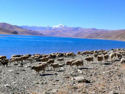 2006年新春チベットの旅