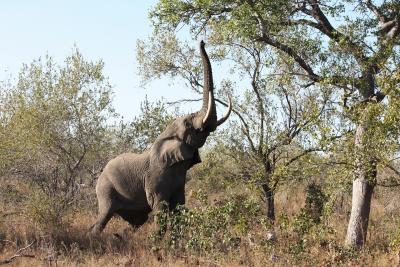 2008.6 南アフリカ・ナミビア旅行記?スククーザ→オリファンツ