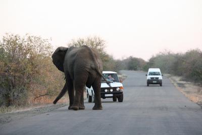2008.6 南アフリカ・ナミビア旅行記?クルーガー写真ハイライト