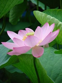 ハスの花咲く地蔵寺 - 定年後の生活ブログ