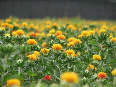 桶川　紅花祭り