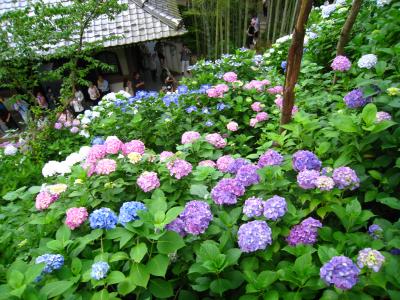 長谷寺のあじさい