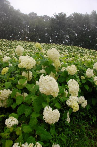 東京サマーランド　あじさい園　雨のアナベル