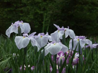 隠れた花の名所　智光山公園　花菖蒲