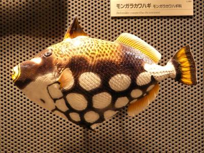 ２．神奈川県立 生命の星・地球博物館 生命展示室　レストラン・フォーレの昼食