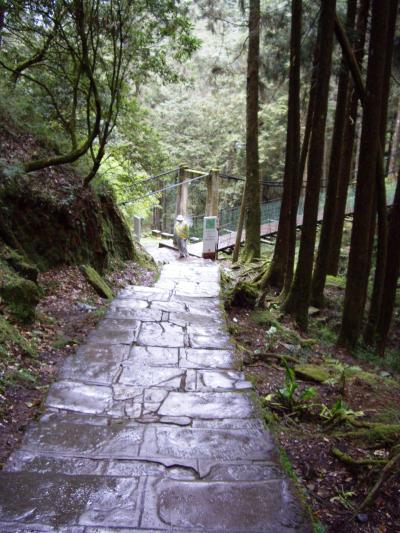 阿里山満喫巨木巡り　気ままな台湾旅行記１２