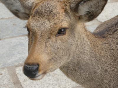 京都・奈良2泊3日旅行~奈良編~