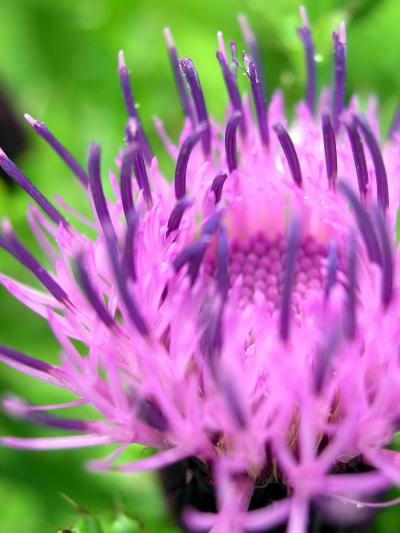 山開き・伊吹山