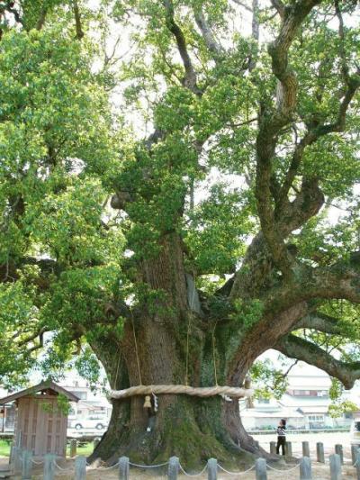 加茂の大楠 雄大な美しさでは日本一巨木のクス四国徳島県東みよし町