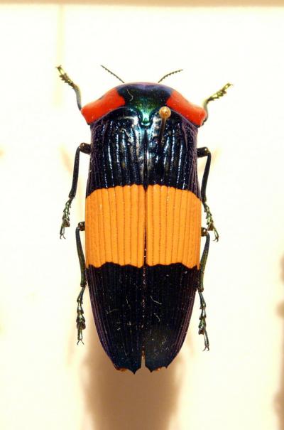 ３．神奈川県立 生命の星・地球博物館　生命展示室　昆虫標本その１