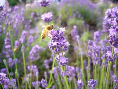 河口湖ラベンダーフェスティバルと魚がし鮨