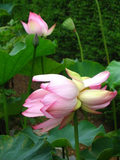 吉祥の花・双頭蓮を愛でに～京都府立植物園　2008～