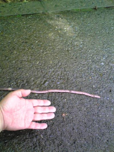 高尾山薬王院参拝