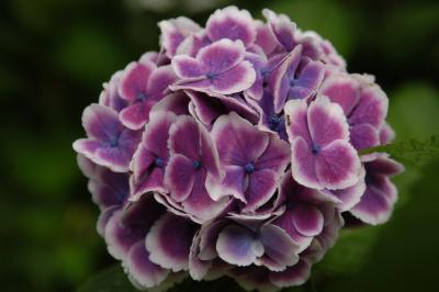 静岡県西部の旅・?浜名湖ガーデンパーク