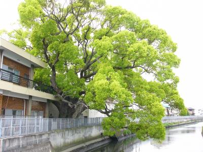 大阪門真の巨木稗島の楠