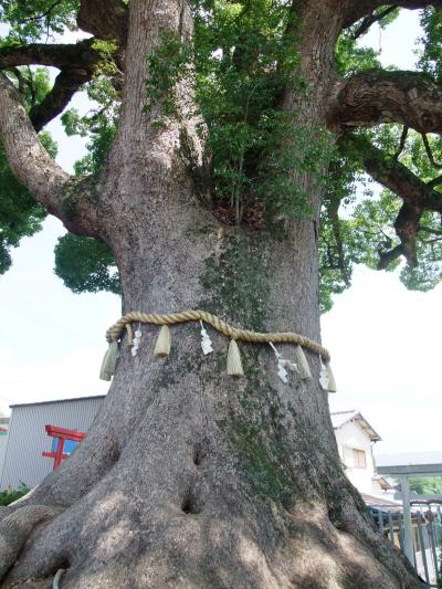 大阪の巨木和泉市の松尾寺の大楠