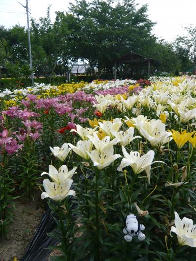 丹波篠山でカサブランカに出会った！◆玉水ゆり園