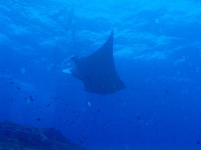 石垣島・ダイビング★マンタに会えましたよ。★
