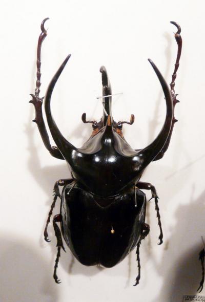 ４．神奈川県立 生命の星・地球博物館　生命展示室　昆虫標本その２