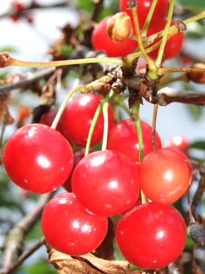 21年ぶりのスウェーデン　?ヴィルスケクレヴァ（田舎町）