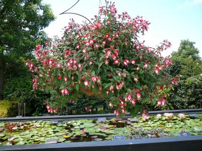 近江四大花蓮めぐり：水生植物公園みずの森・烏丸半島?