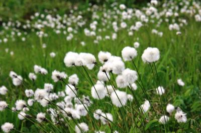 梅雨時の信州(2) 八方尾根に咲く花々 ～2008年7月～