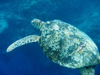 たかがシパダンされどシパダン　へなちょこダイバーが行く−７−