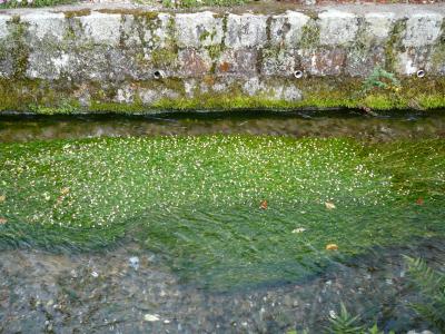 水の中に咲く花・梅花藻：醒井