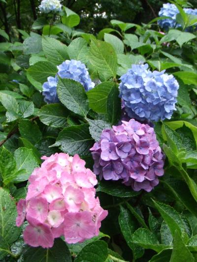 ♪梅雨の季節を楽しむ旅-松戸本土寺(あじさい寺)