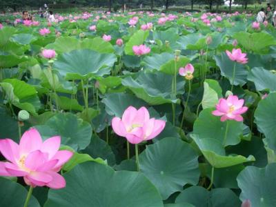 古代蓮公園 夏
