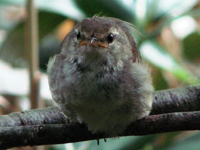 梅雨時の信州(5) 上高地の生き物たち ～2008年7月～