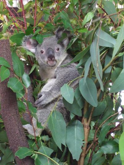 姉を訪ねてケアンズ? ~到着、そして観光~