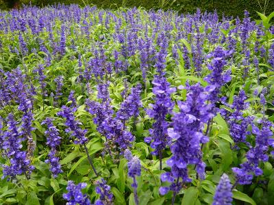 癒され旅（２）富士山・・・のはずが。